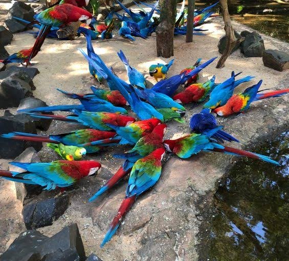 Parque das Aves